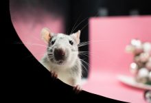 Les moyens efficaces pour éradiquer les rats