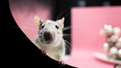 Les moyens efficaces pour éradiquer les rats