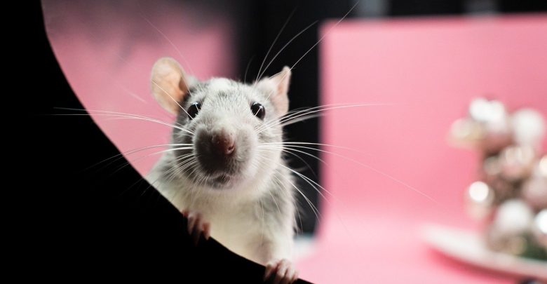 Les moyens efficaces pour éradiquer les rats